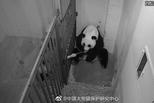 华盛顿动物园对大熊猫照顾不周?官方说明