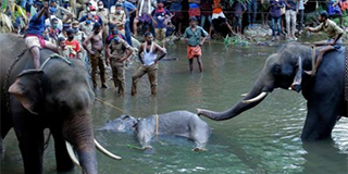 母象被投喂“菠萝炸弹” 头部炸裂惨死