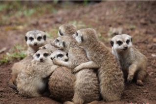 “天寒地冻”模式下 动物们的御寒指南