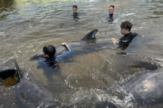 搁浅瓜头鲸救援72小时全记录