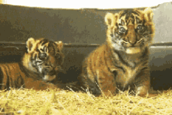 世界爱虎日，记得爱老虎油~